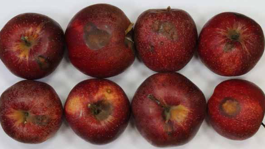 Znane i nieznane choroby przechowalnicze jabłek